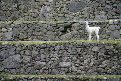 Alpaca in Machu Picchu, Peru