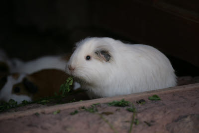 Guinea Pig (Cuy), Raqchi, Peru