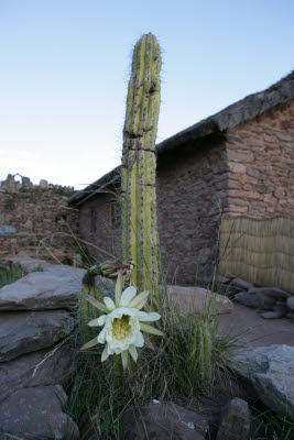 Flowering Cactus, Amantani Island, Lake Titicaca, Peru