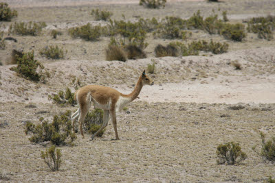 Vicuñas in Reserva Nacional Salinas y Aguada Blanca, Arequipa