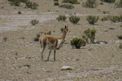 Vicuñas in Reserva Nacional Salinas y Aguada Blanca, Arequipa