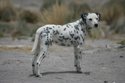 Dalmation on the road to Colca Canyon