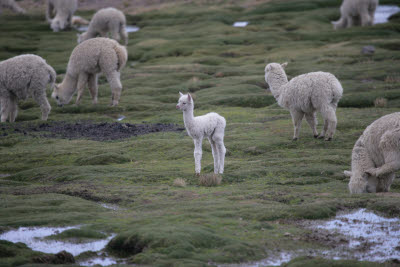Alpaca and Llamas in Reserva Nacional Salinas y Aquada Blanca