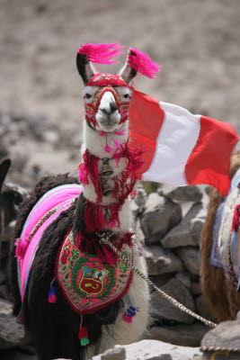 Costumed Alpaca at the Colca Canyon Pass (4910m)