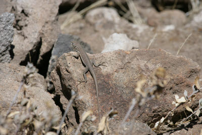 Lizard, Colca Canyon, Peru