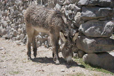 Donkey, Colca Canyon, Peru