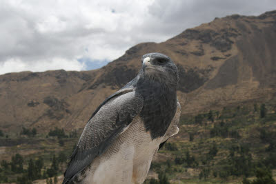 Hawk, Colca Canyon, Peru