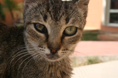 Cat in Kusadasi, Turkey