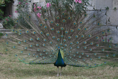 Peacock in full regalia