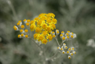Little Yellow Flowers