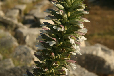 Flora of Letoon, Turkey