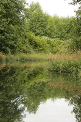 Slough reflection