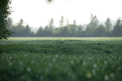 Deer in the pea field