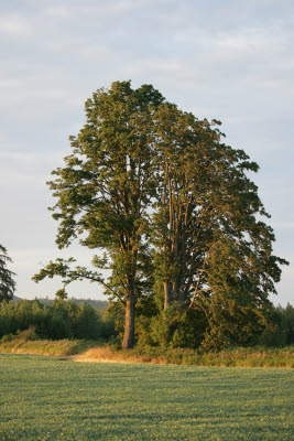 Trees by the pea field