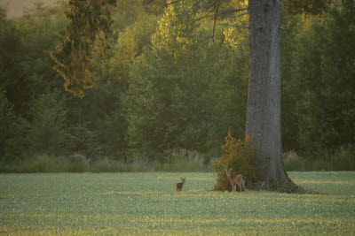 Doe and fawn in the pea field