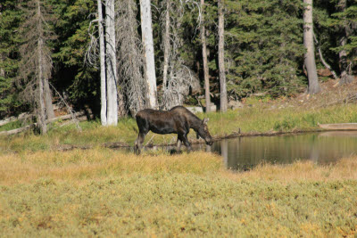 Moose on our drive to the cabin