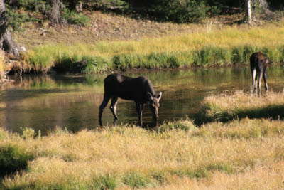 Moose on our drive to the cabin