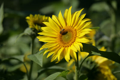 Bee pollinating a sunflower