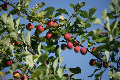 Apples in a tree