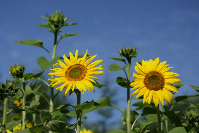 Sunflower hopping bee