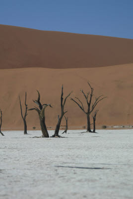 Trees at Deadvlei