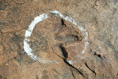 This is a dinosaur track - really