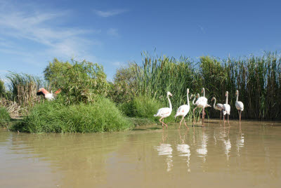 Greater Flamingos in Mt. Etjo Pond