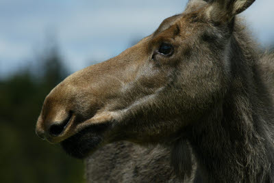 Moose at Salmonier Nature Park