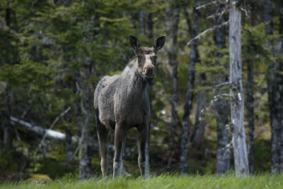 Moose at Salmonier Nature Park