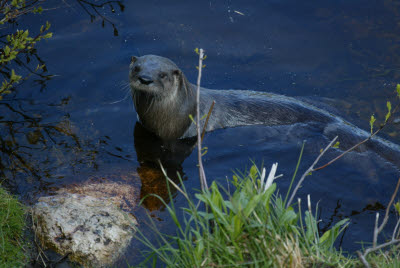 River Otter at Salmonier Nature Park
