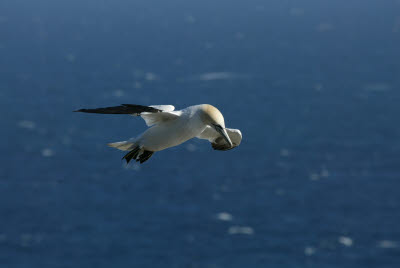 Gannet at Cape St. Mary's Ecological Reserve