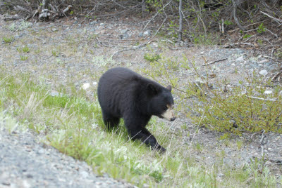 Black Bear in Terra Nova