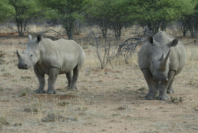 Rhino at Mt. Etjo