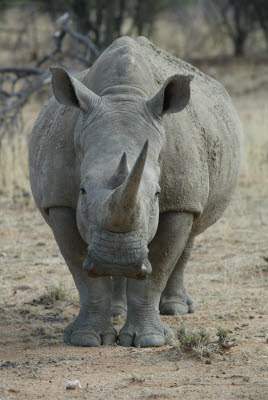 Rhino at Mt. Etjo