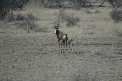 Blesbok and Young