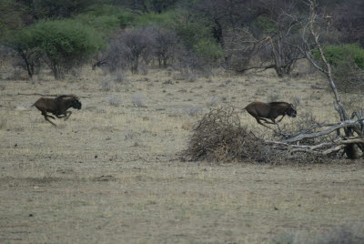 Wildebeest Run across the frame