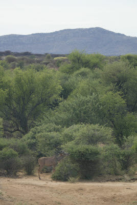 Kudu browses in the bush