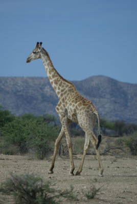 Giraffe at Mt. Etjo