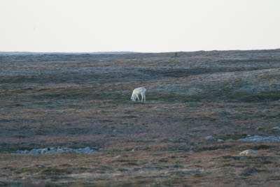 Caribou at St. Shotts, Newfoundland