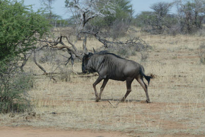 Wildebeest at Mt. Etjo