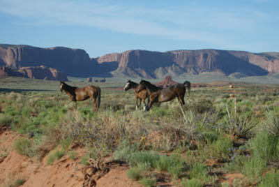 Horses in Monument Valley