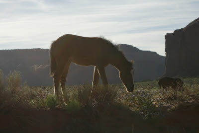 Horse in Monument Valley