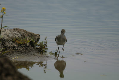 Plover at the watering hole