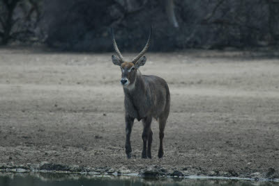 Waterbuck at the watering hole