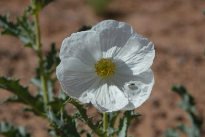 Utah Flower