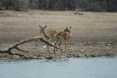 Springbok at the watering hole