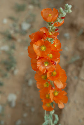 Wildflower in Arches National Park