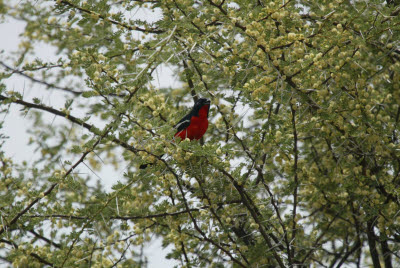 Unidentified Red Namibian Bird