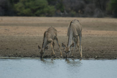 Kudu at the watering hole