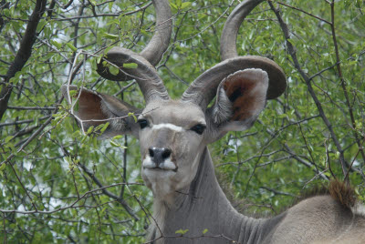 Kudu browsing the bush
